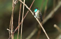 Marvelous Spatuletail